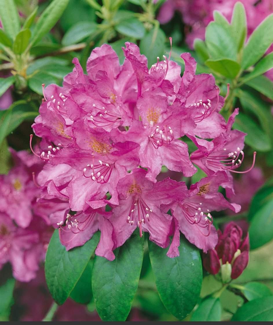 Rhododendron Purpureum Elegans - View 13 from www redcrocus com