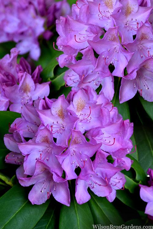 Rhododendron Purpureum Elegans - View 14 from www redcrocus com