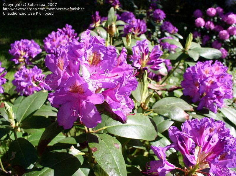 Rhododendron Purpureum Elegans - View 1 from www redcrocus com