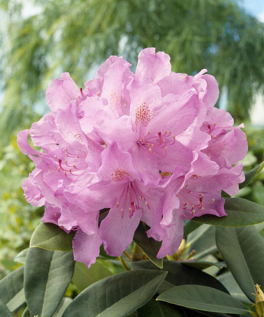 Rhododendron Purpureum Elegans - View 2 from www redcrocus com