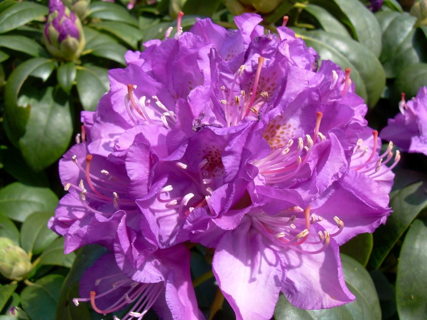 Rhododendron Purpureum Elegans - View 3 from www redcrocus com