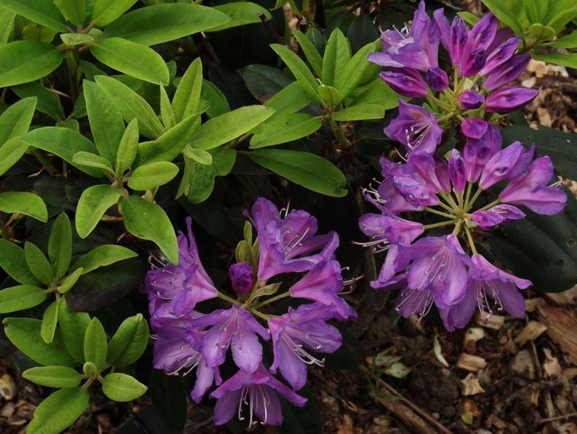 Rhododendron Purpureum Elegans - View 7 from www redcrocus com