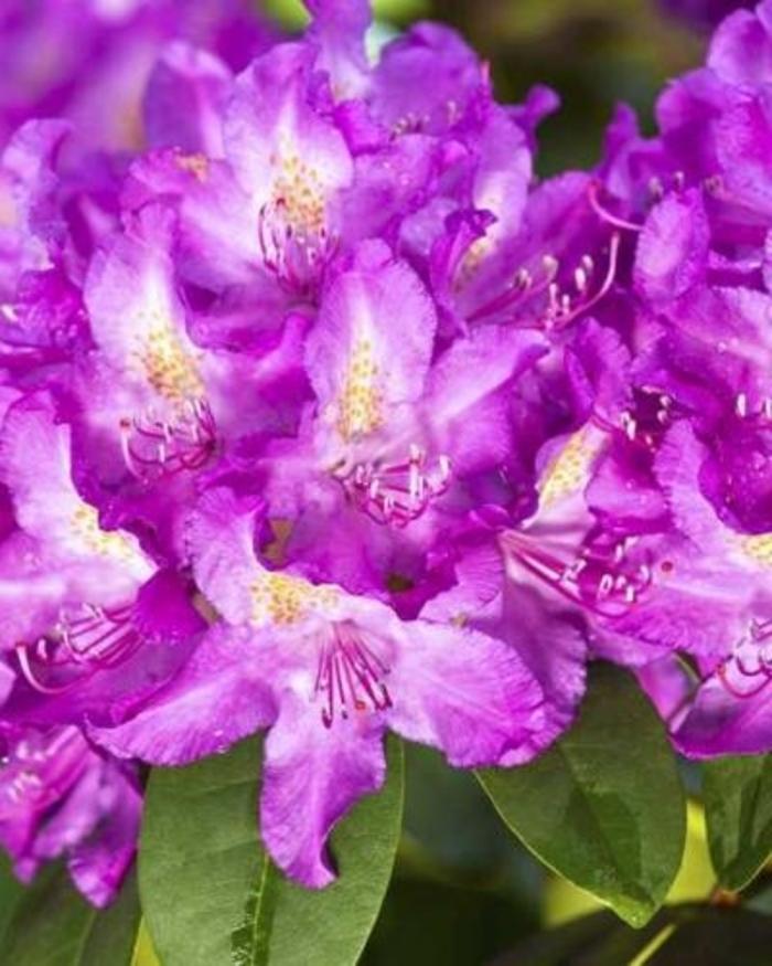 Rhododendron Purpureum Elegans - View 8 from www redcrocus com