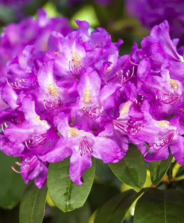 Rhododendron Purpureum Elegans - View 8 from www redcrocus com
