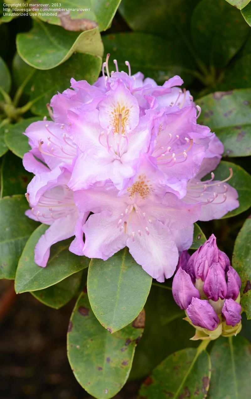 Rhododendron Minnetonka - View 16 from www redcrocus com