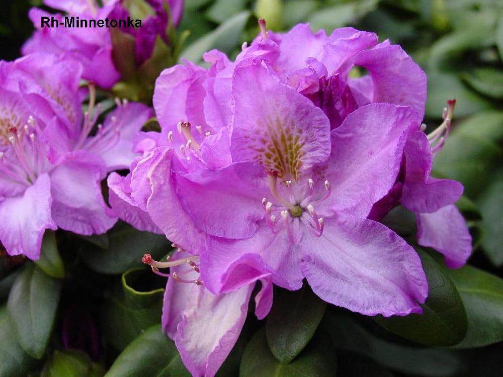 Rhododendron Minnetonka - View 6 from www redcrocus com