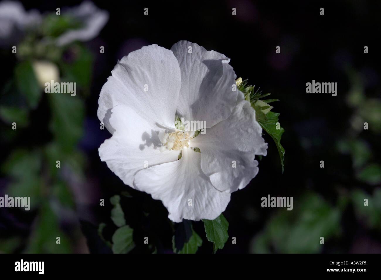 Hibiscus Syriacus Diana - View 15 from www redcrocus com