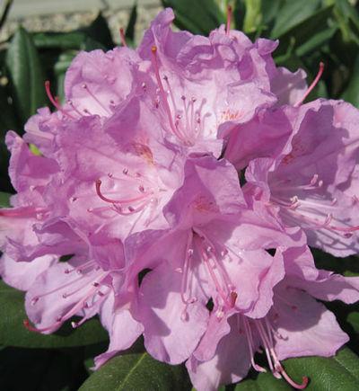 Rhododendron Roseum Pink - View 16 from www redcrocus com