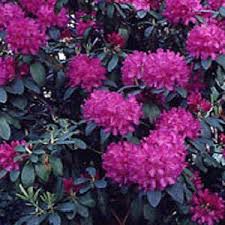 RedCrocus Rhododendron 'Lee's Dark Purple'- Evergreen Shrub, Fragrant Purple Spring Flowers, Shade-Loving, Deer Resistant, Container Friendly Garden Plant 10 Gallon