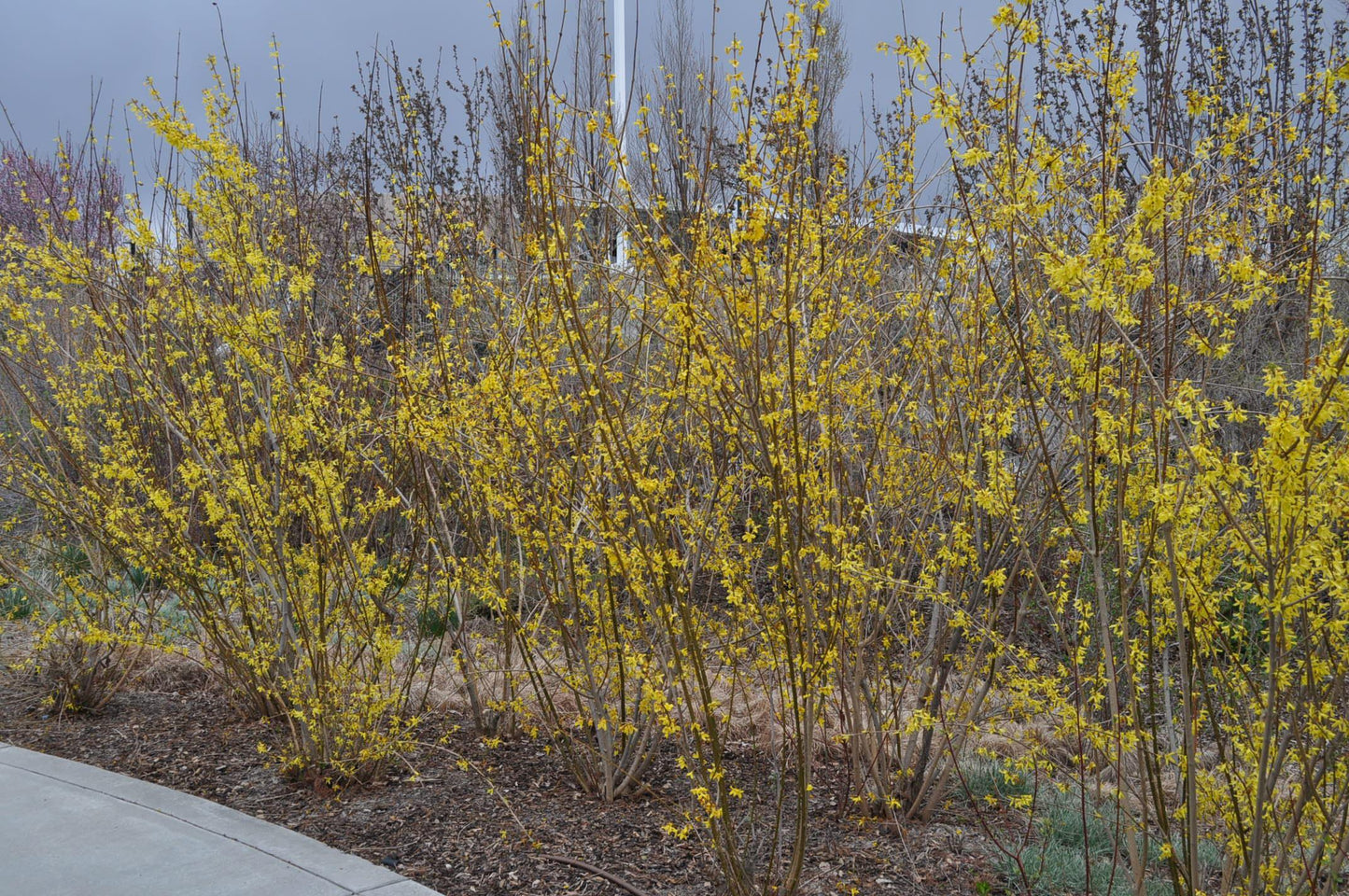 Forsythia Intermedia Lynwood Gold - View 11 from www redcrocus com