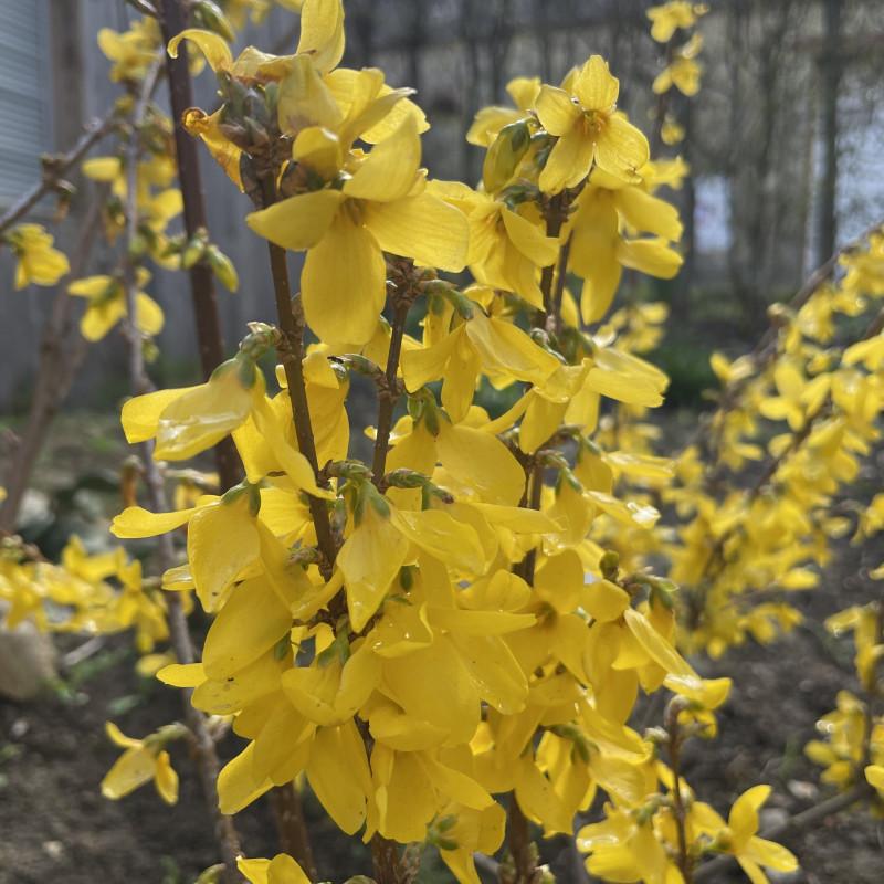 Forsythia Intermedia Lynwood Gold - View 13 from www redcrocus com