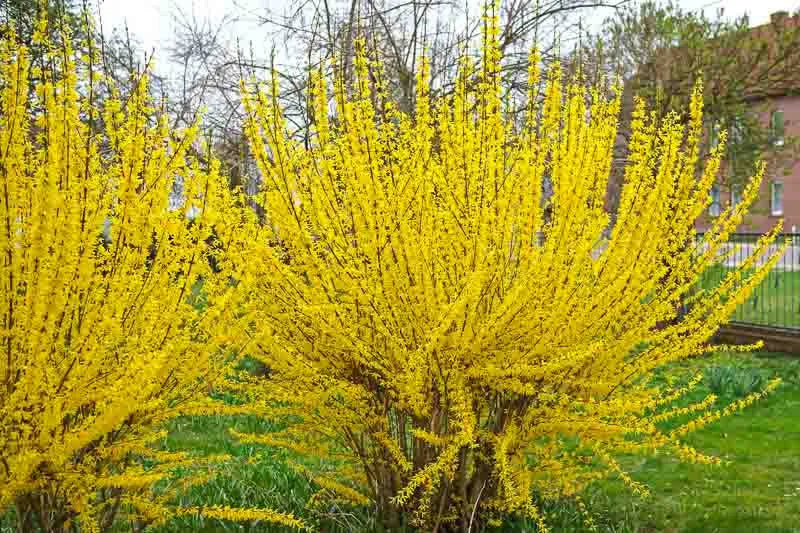 Forsythia Intermedia Lynwood Gold - View 14 from www redcrocus com