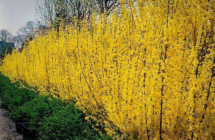Forsythia Intermedia Lynwood Gold - View 15 from www redcrocus com
