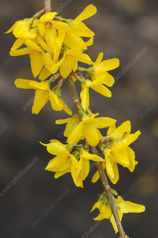 Forsythia Intermedia Lynwood Gold - View 16 from www redcrocus com