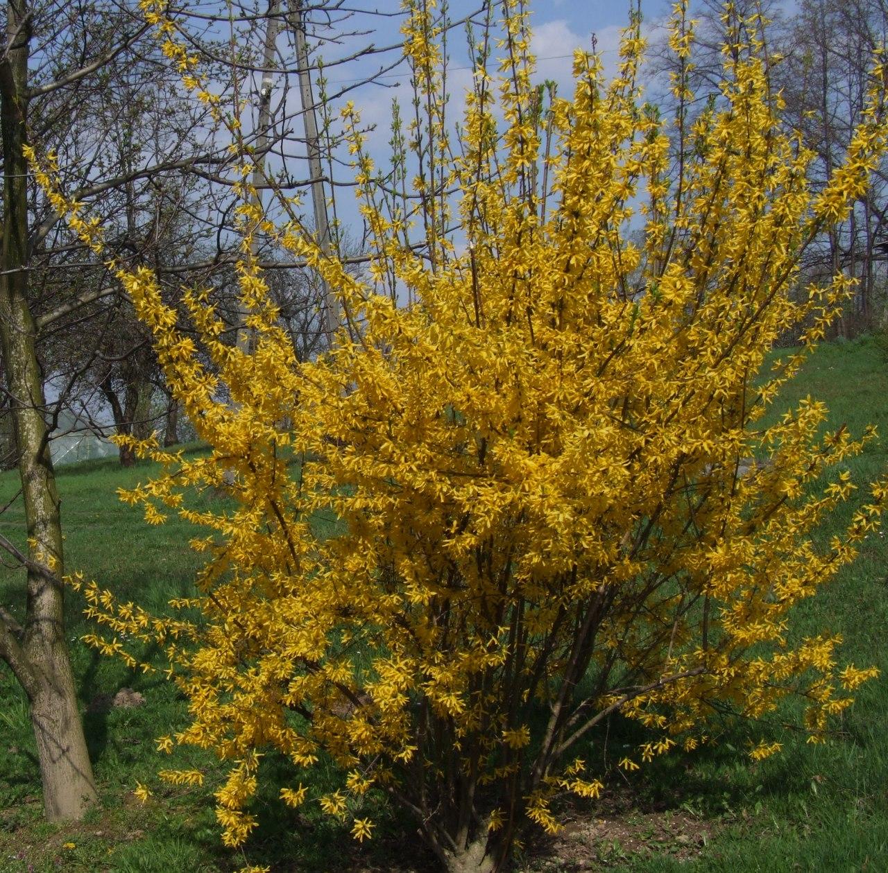 Forsythia Intermedia Lynwood Gold - View 18 from www redcrocus com