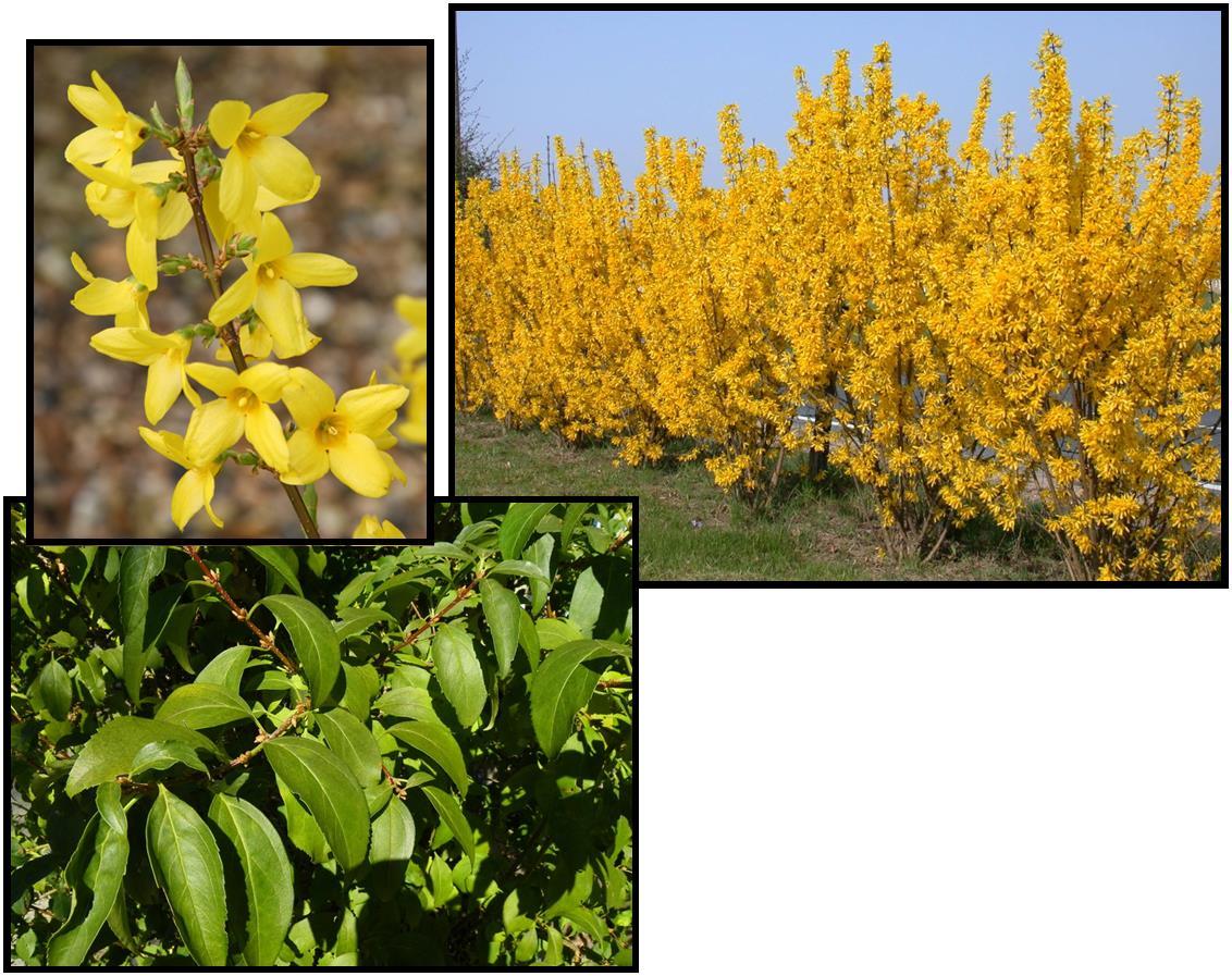 Forsythia Intermedia Lynwood Gold - View 1 from www redcrocus com