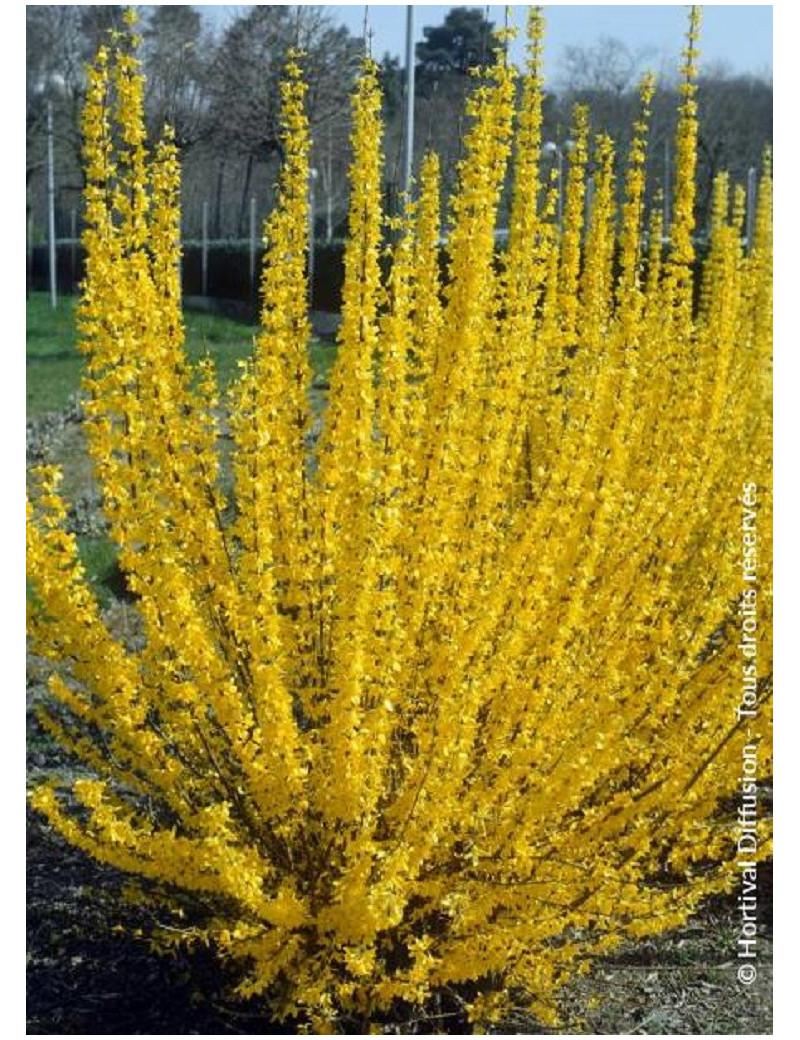 Forsythia Intermedia Lynwood Gold - View 2 from www redcrocus com