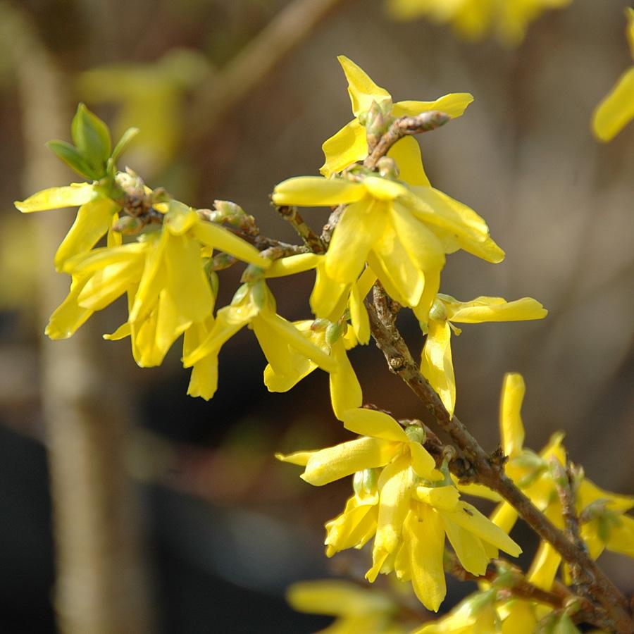 Forsythia Intermedia Lynwood Gold - View 3 from www redcrocus com