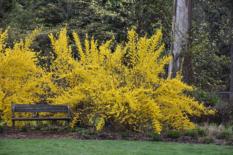 Forsythia Intermedia Lynwood Gold - View 4 from www redcrocus com
