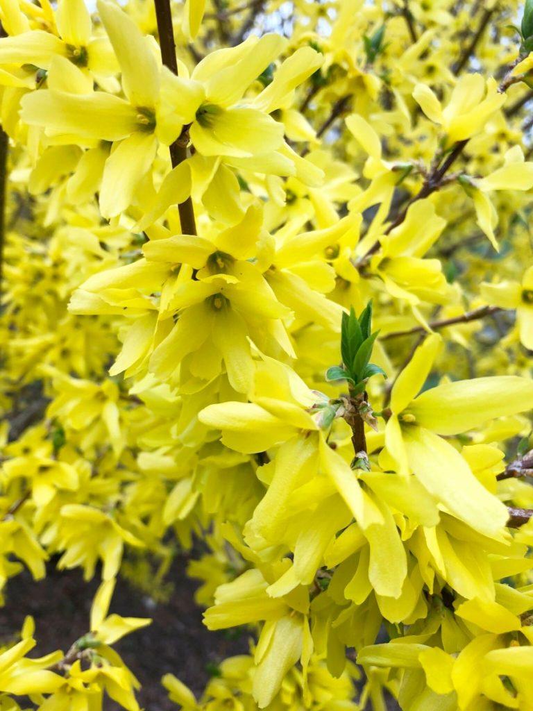Forsythia Intermedia Lynwood Gold - View 6 from www redcrocus com