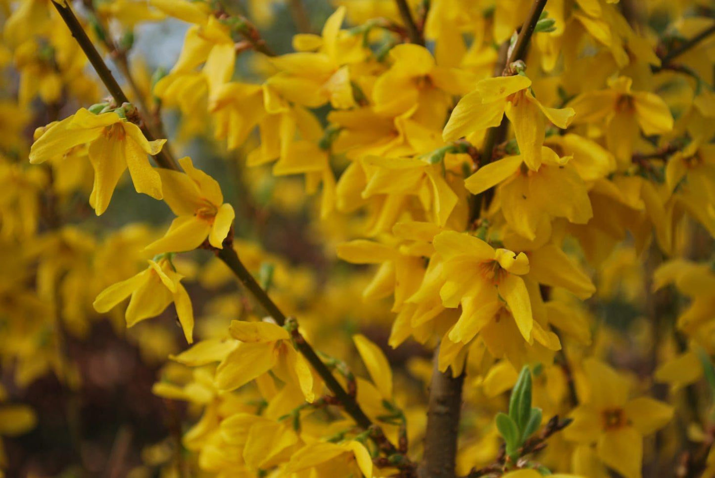Forsythia Intermedia Lynwood Gold - View 8 from www redcrocus com