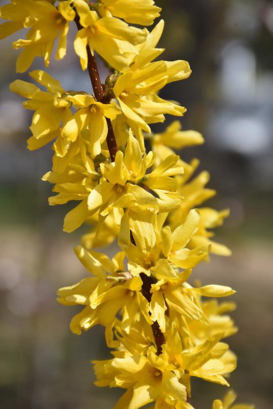 Forsythia Intermedia Lynwood Gold - View 9 from www redcrocus com