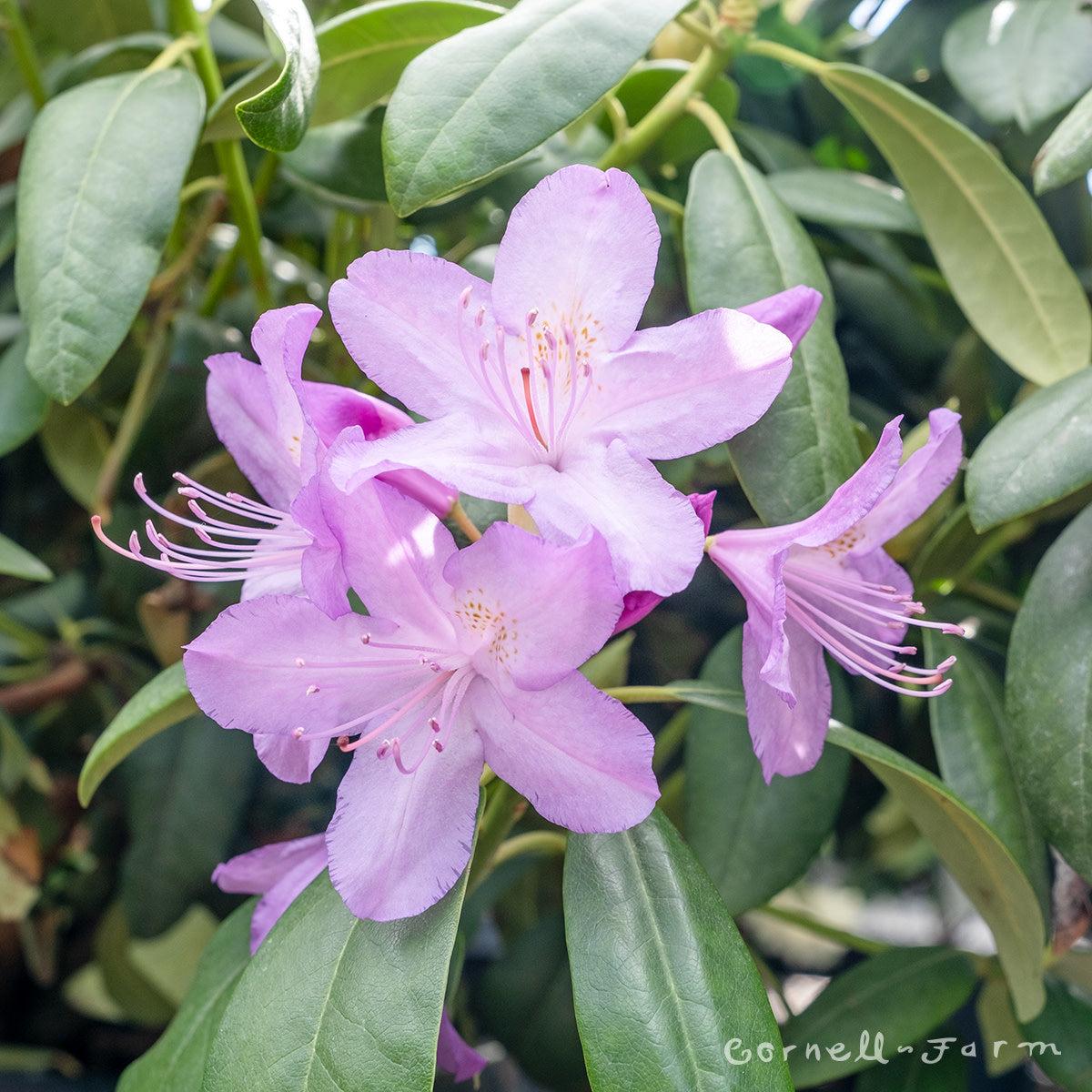 Rhododendron 'purpureum Elegans' - View 30 from www redcrocus com