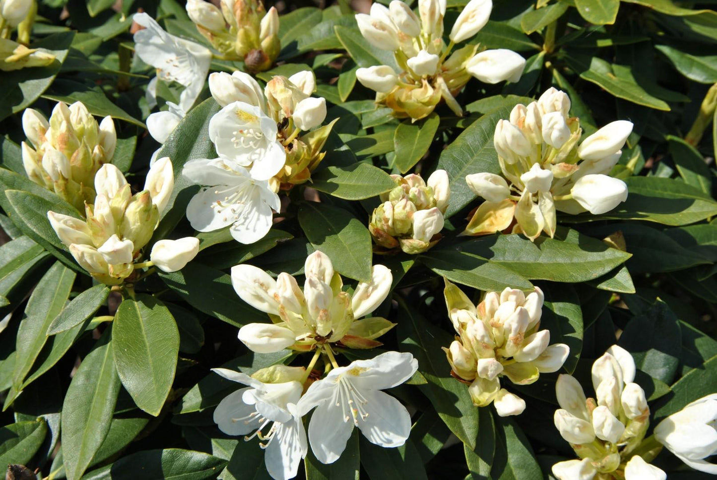Rhododendron Chionoides - View 12 from www redcrocus com
