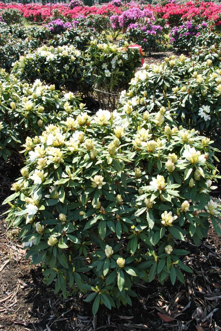 Rhododendron Chionoides - View 13 from www redcrocus com