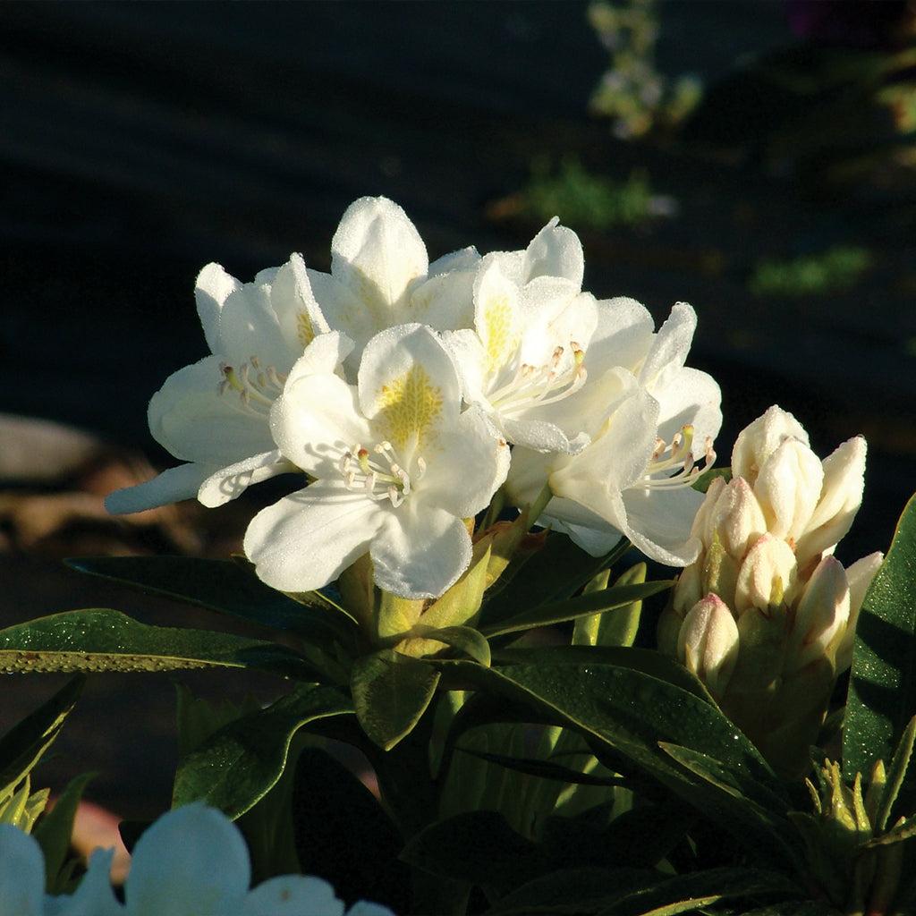 Rhododendron Chionoides - View 14 from www redcrocus com
