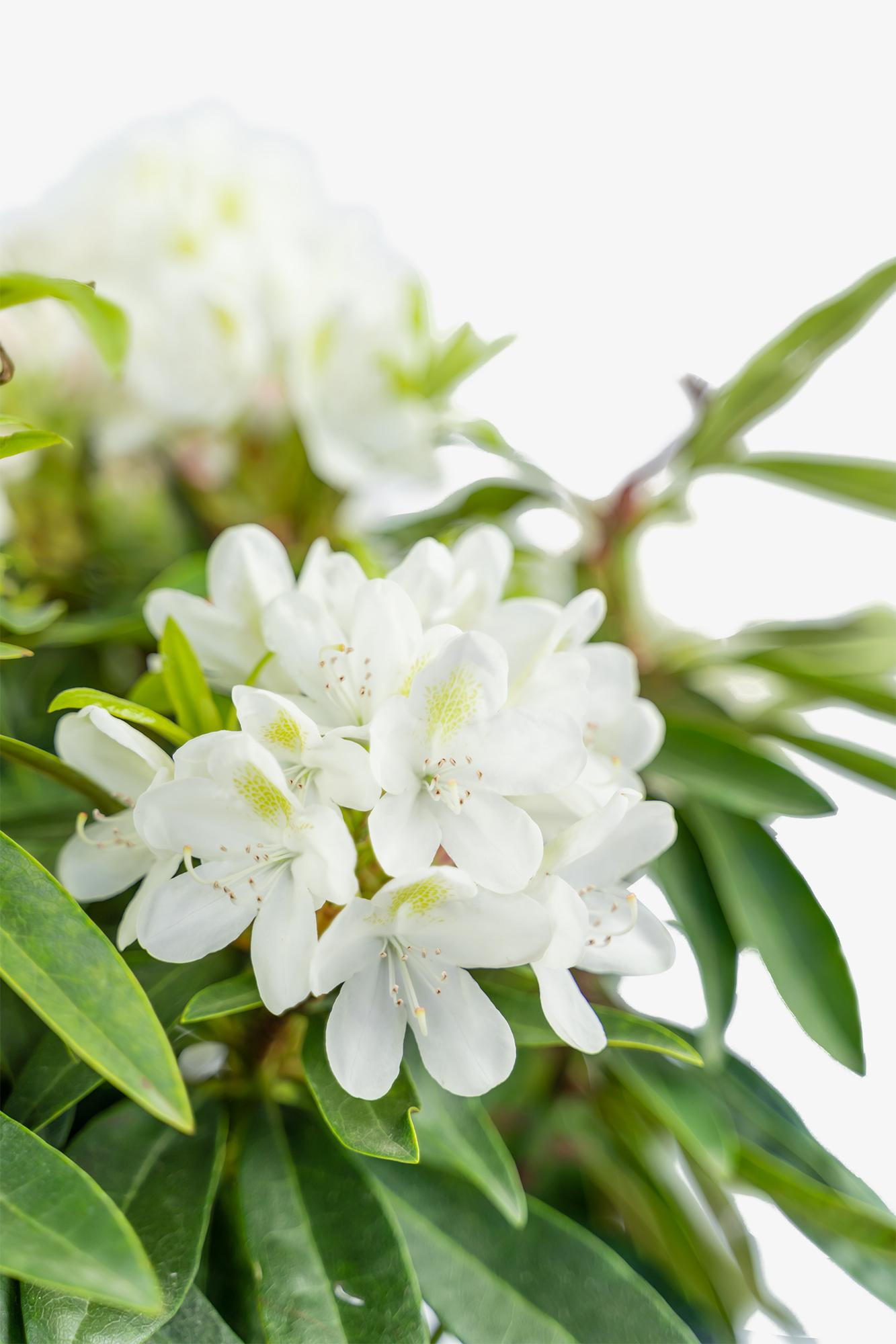 Rhododendron Chionoides - View 15 from www redcrocus com
