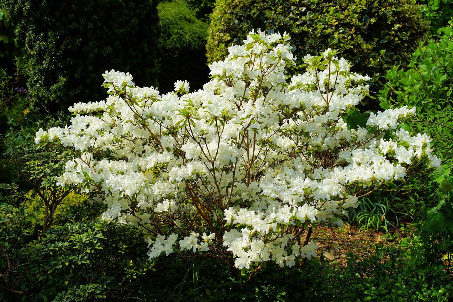 Rhododendron Chionoides - View 3 from www redcrocus com