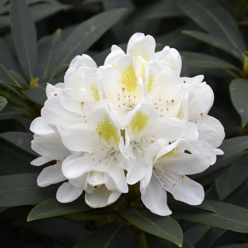 Rhododendron Chionoides - View 5 from www redcrocus com