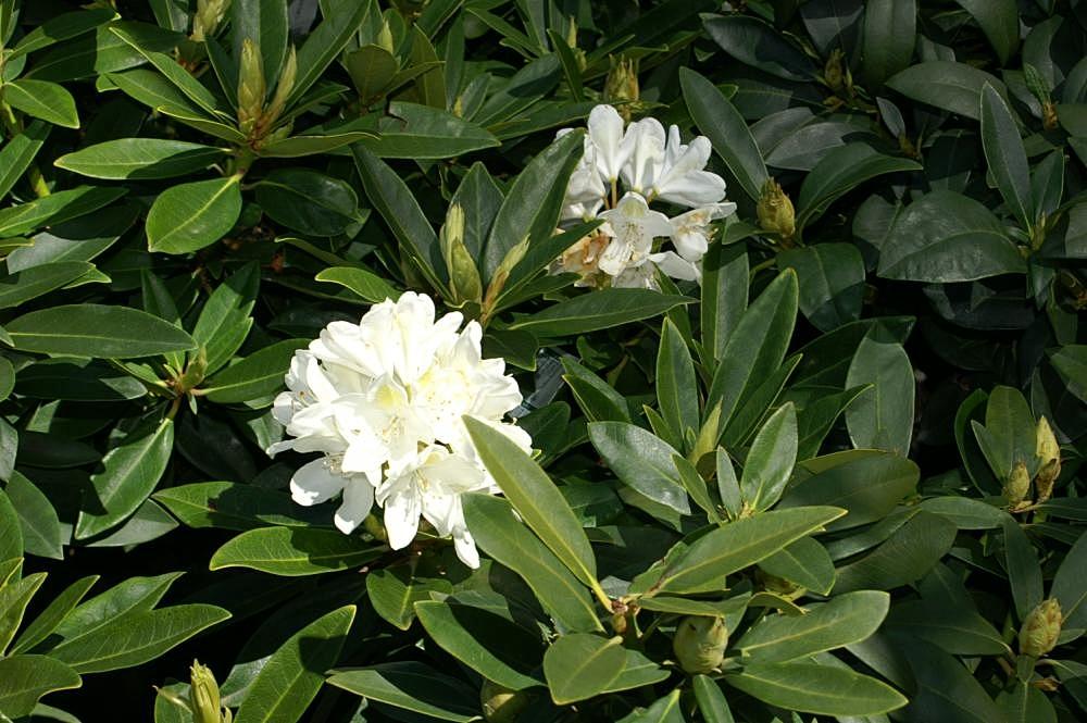 Rhododendron Chionoides - View 8 from www redcrocus com