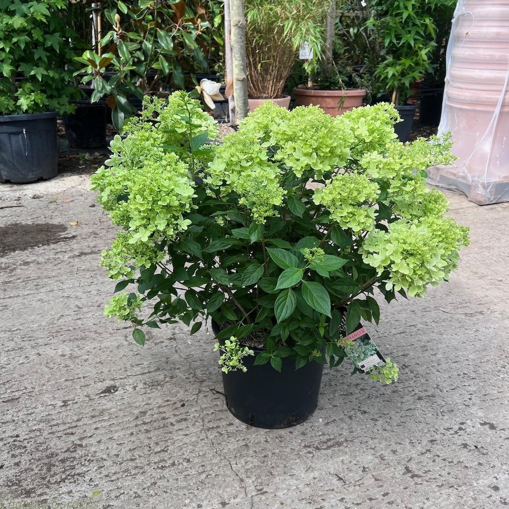 Hydrangea Paniculata Little Lime - View 19 from www redcrocus com