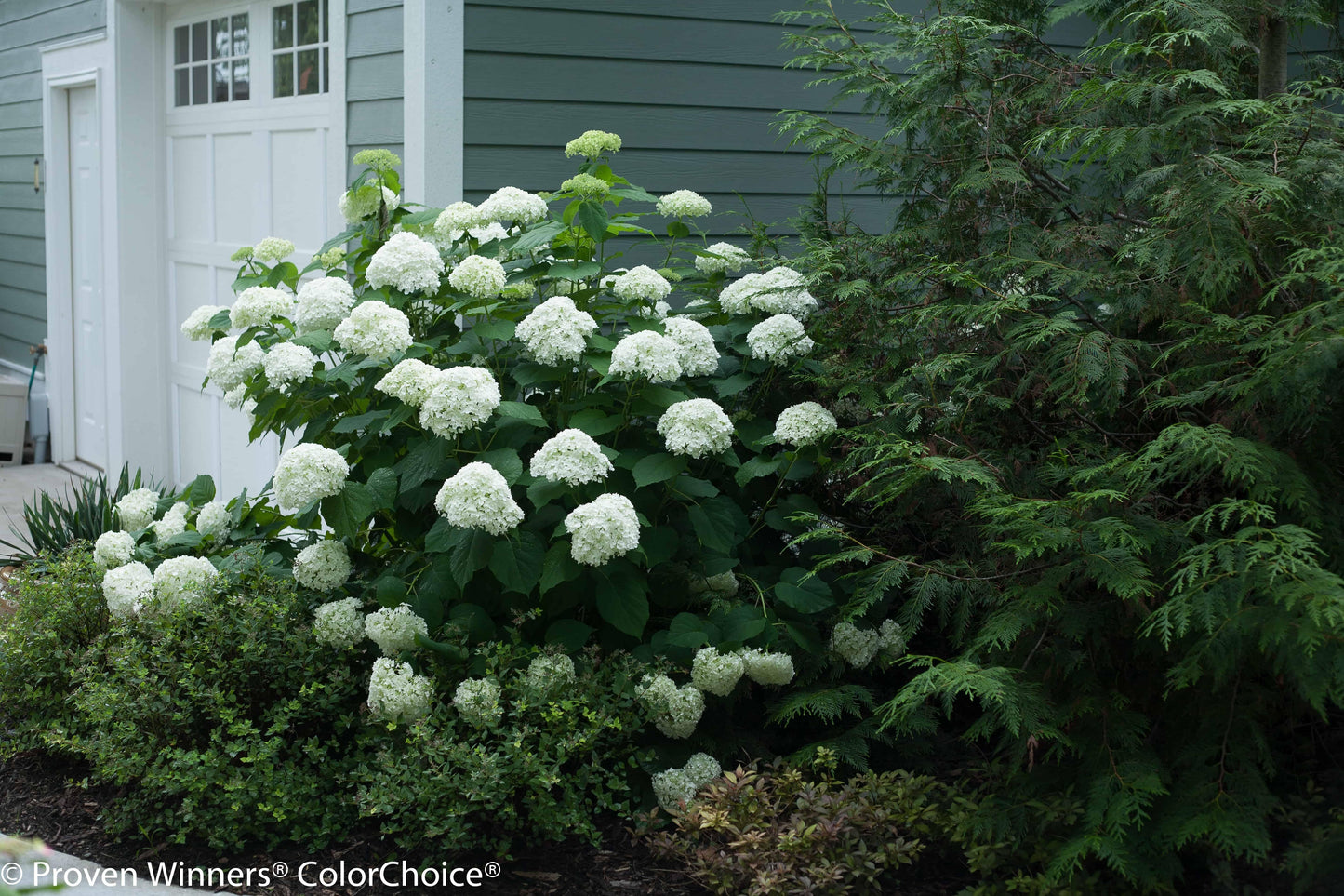 Hydrangea Arborescens Incrediball - View 16 from www redcrocus com
