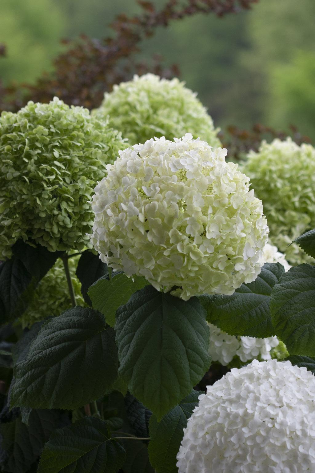 Hydrangea Arborescens Incrediball - View 8 from www redcrocus com