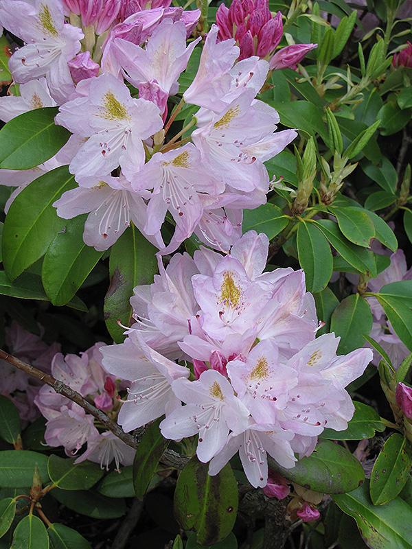 Rhododendron Album - View 3 from www redcrocus com