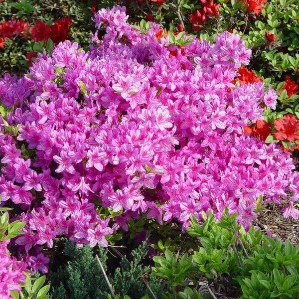 Azalea Poukhanense Compacta - View 11 from www redcrocus com