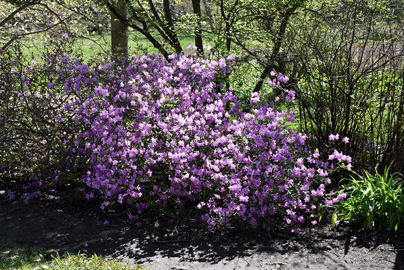 Azalea Poukhanense Compacta - View 13 from www redcrocus com