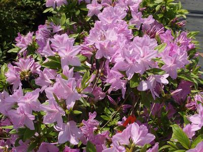 Azalea Poukhanense Compacta - View 5 from www redcrocus com