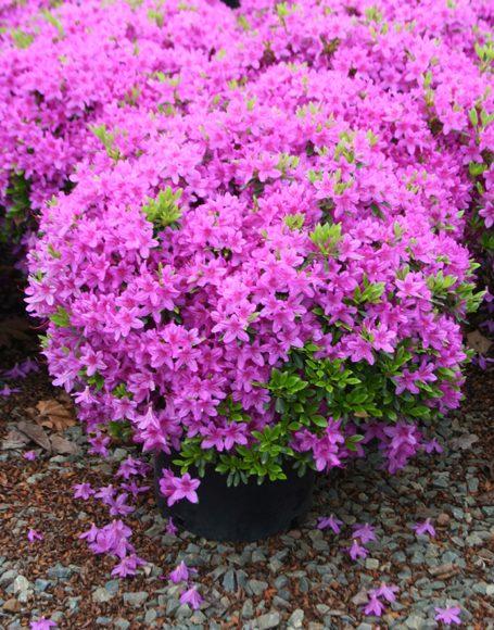 Azalea Poukhanense Compacta - View 8 from www redcrocus com
