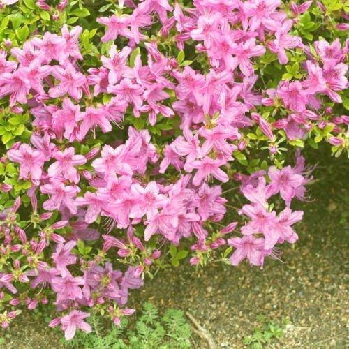Azalea Poukhanense Compacta - View 9 from www redcrocus com