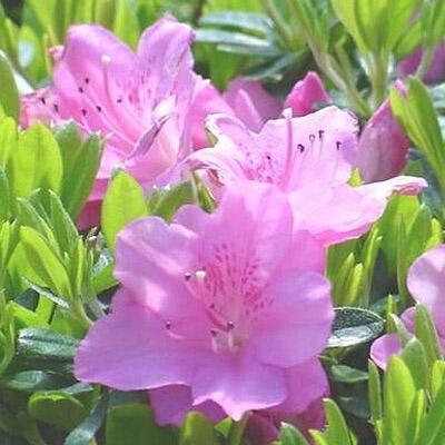 Azalea Poukhanense 'compacta' - View 10 from www redcrocus com