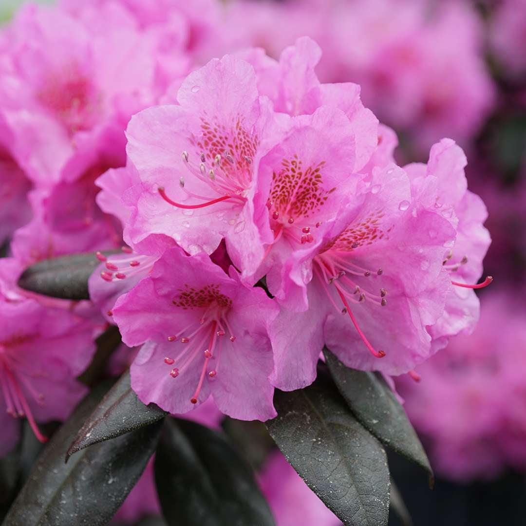 Azalea Poukhanense 'compacta' - View 11 from www redcrocus com
