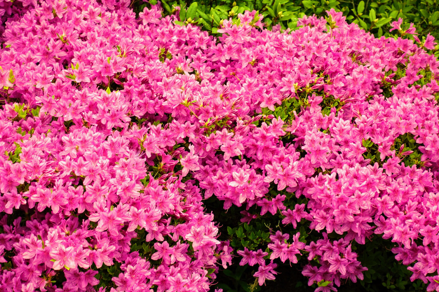 Azalea Poukhanense 'compacta' - View 12 from www redcrocus com