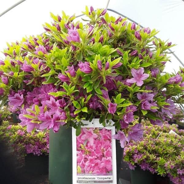 Azalea Poukhanense 'compacta' - View 14 from www redcrocus com