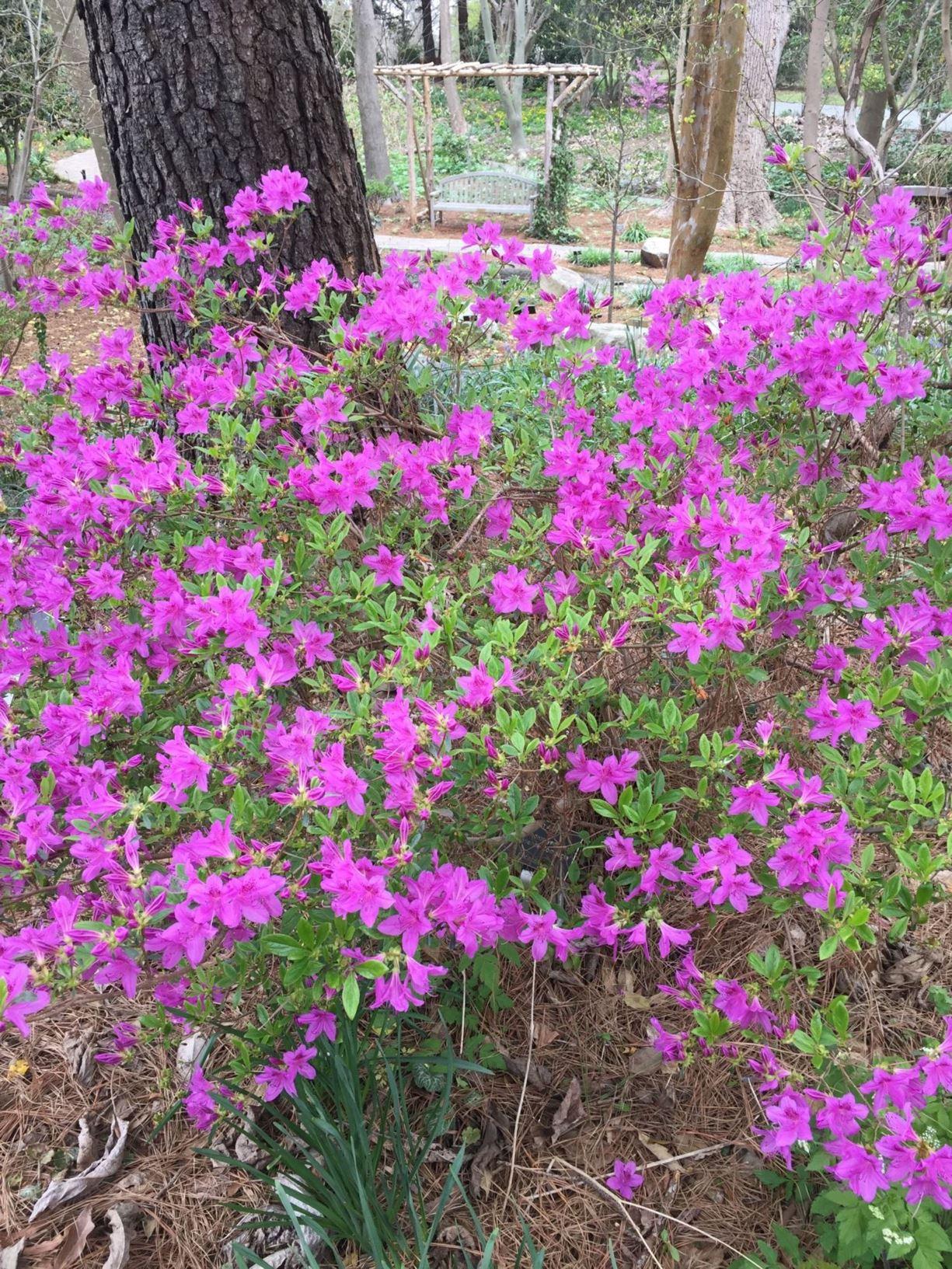 Azalea Poukhanense 'compacta' - View 15 from www redcrocus com