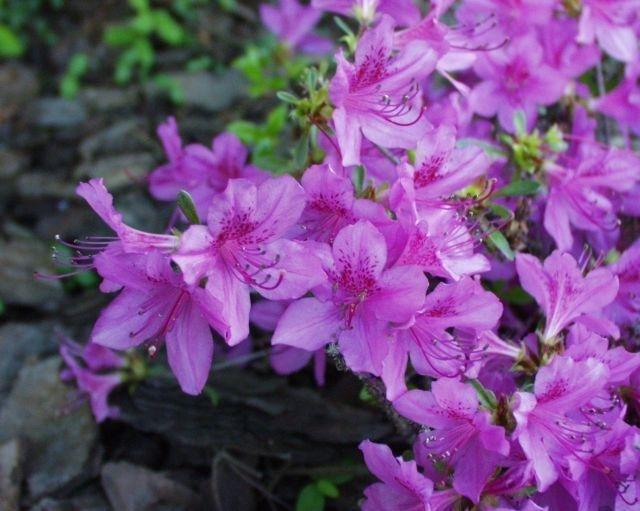 Azalea Poukhanense 'compacta' - View 2 from www redcrocus com
