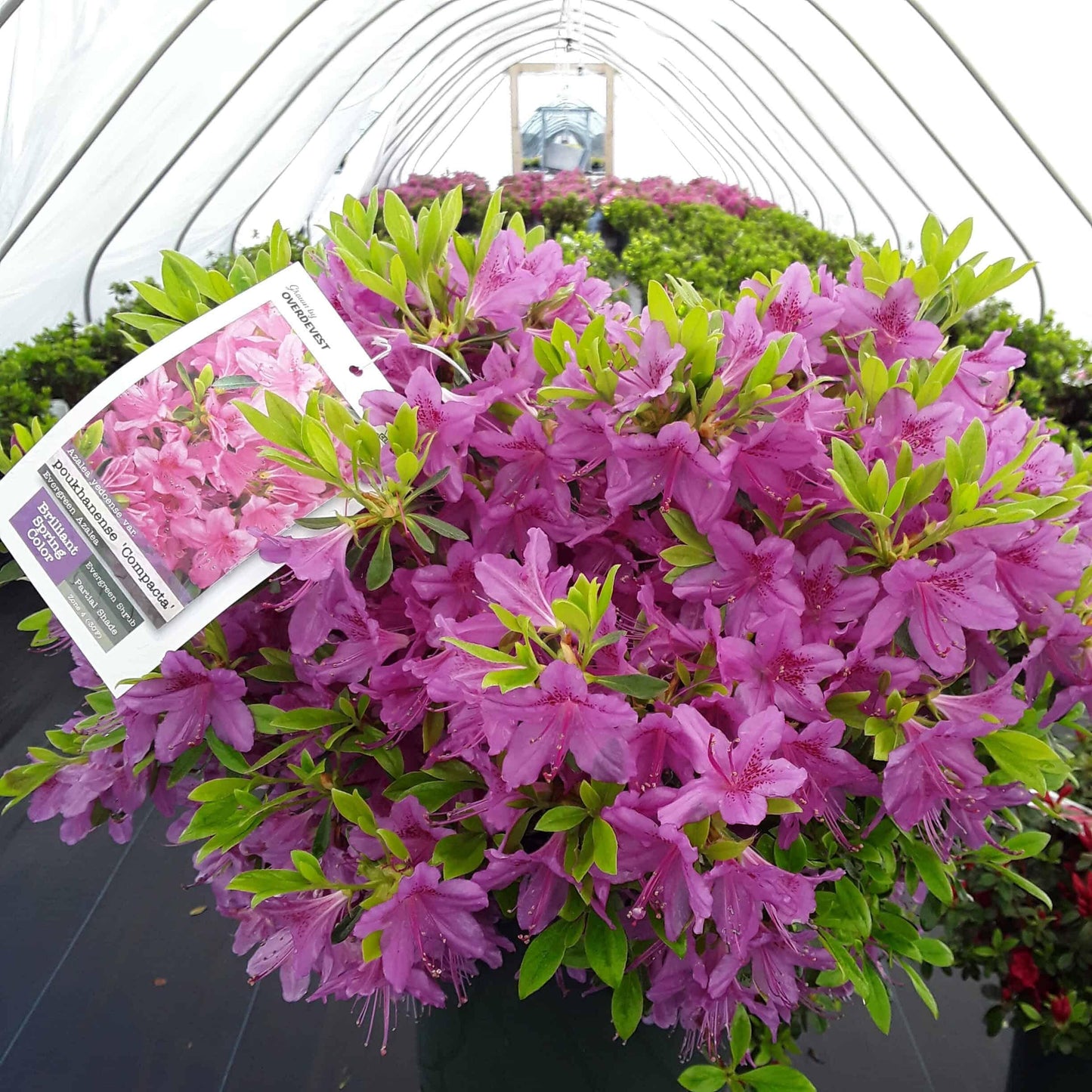 Azalea Poukhanense 'compacta' - View 3 from www redcrocus com